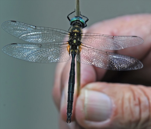 Male 
17 July 2016, UT